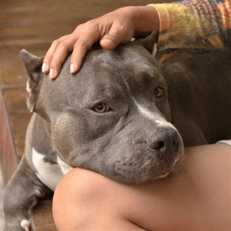 Blue Fawn Pitbull - Breed Profile