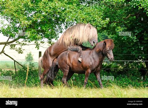 Icelandic Horses, stallion and mare, mating / stud horse Stock Photo ...