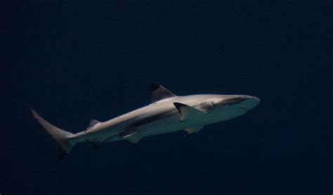 Blacktip Reef Shark - Facts, Information & Pictures