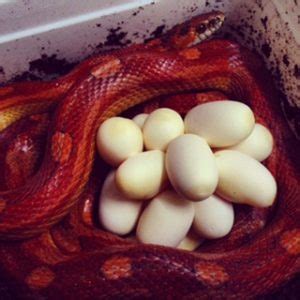 Ultimate Exotics | Breeding Corn Snakes