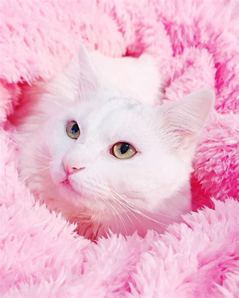 10 Outstanding pink aesthetic wallpaper cat You Can Download It For ...