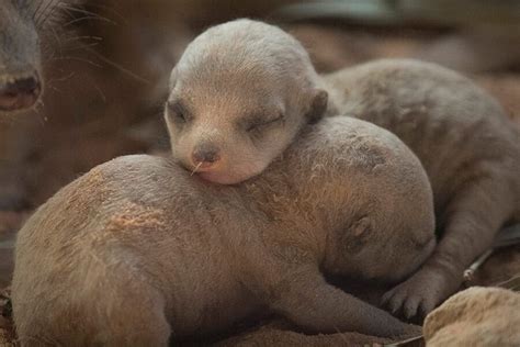 Newborn Meerkats