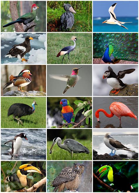 Collection of different birds : Colors, Beauty , Cuteness - Animal Info