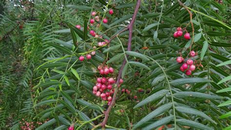 MAP: MELBOURNE STREET TREES 107 - PEPPER TREE