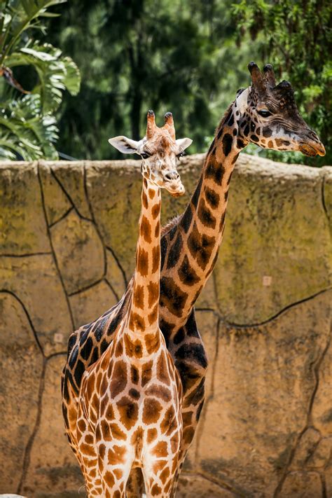 brown and black giraffe on brown wooden fence photo – Free Melbourne ...