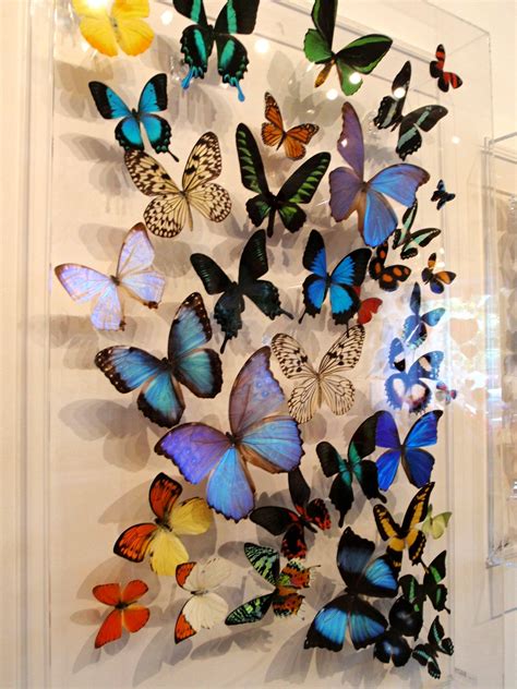 Butterfly Conservatory Key West Gift Shop at Kirk Luckett blog