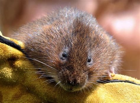 Genetics ‘a new tool to help boost water vole conservation’ | indy100