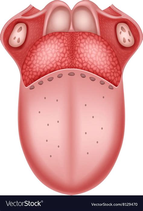 Illustration of Human Tongue Anatomy. Download a Free Preview or High ...