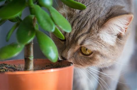 9 Common Cat Behavior Problems (and How to Fix Them) | PetMD