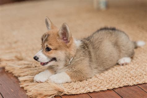 Corgi Puppies and Corgi Breed Guide - Barkmind