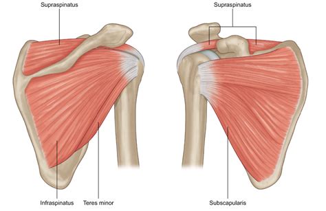 Shoulder Pain Anatomy Map / Acupressure For Back Neck And Upper Back ...