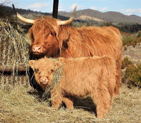 Highland Cattle Breeders in Treadway, Tennessee - Elm Hollow Farm ...