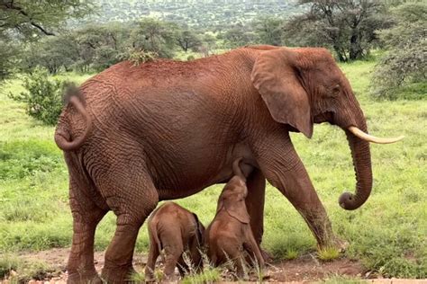 Rare elephant twins born in jumbo "double joy" against "amazing odds"