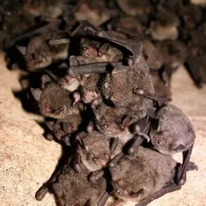 Gray Bat - Facts, Diet, Habitat & Pictures on Animalia.bio