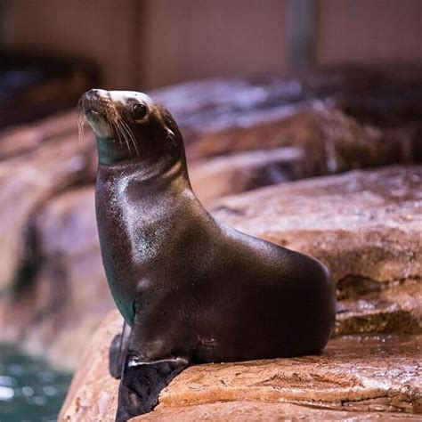 California Sea Lion - Georgia Aquarium