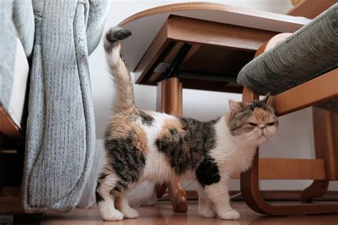 How to Stop a Cat from Spraying | Comfort Zone