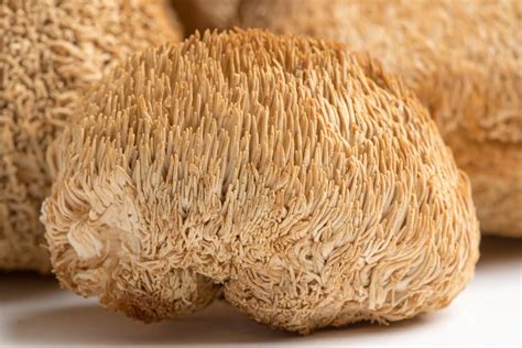 Lion's Mane Mushrooms (Dried) - Mendham Mushrooms