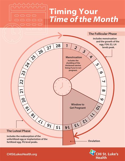 Phases In Menstrual Cycle With Diagram Stages Of The Menstru