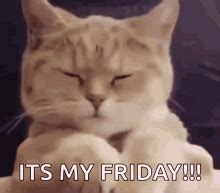 Happy friday cat meme - pilily