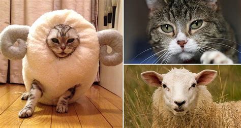 This Cat Celebrates The Chinese Year Of The Sheep In The Best Way Possible