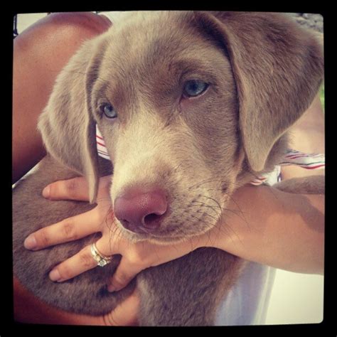 Cato, my SIlver Lab Puppy at 8 weeks old. | Silver lab puppies, Puppy ...