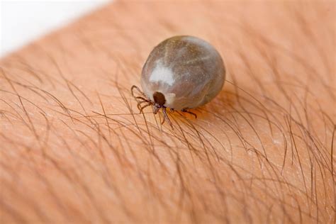 Why the Brown Dog Tick Is a Scary Enemy | GreenLeaf Pest Control