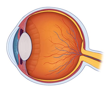 Human Eye Diagram With Labels - Gambaran