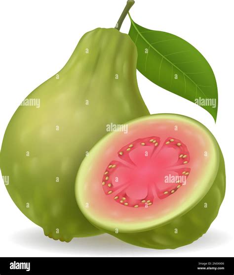 Realistic green guava Stock Vector Image & Art - Alamy