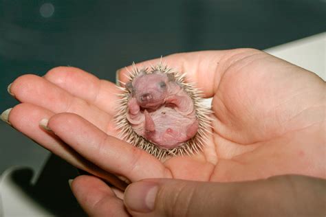 Watch Me Grow – Baby Hedgehogs Growing Up! — Hamor Hollow Hedgehogs