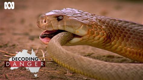 How Australian snakes became so venomous | Decoding Danger - YouTube