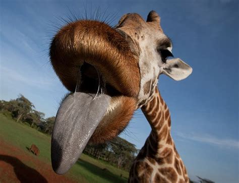 Weird Photography, Animal Photography, Lonely Planet, Giraffe Tongue ...