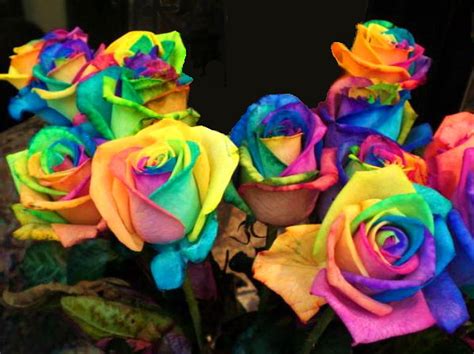 Wonderful Multicolour Roses ! Nature's Beauty ~ Artline : Feel The ...