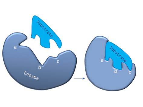 Enzymes Lock And Key Animation