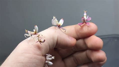 Orchid Mantis Habitat - Cat and Dog Lovers