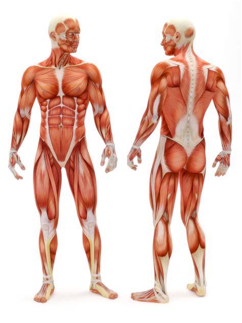 THE MUSCULAR SYSTEM: DID YOU KNOW… « Marsha G. Clarke RMT