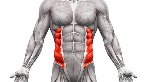 Abdominal Oblique Muscles: Functional Anatomy Guide • Bodybuilding Wizard