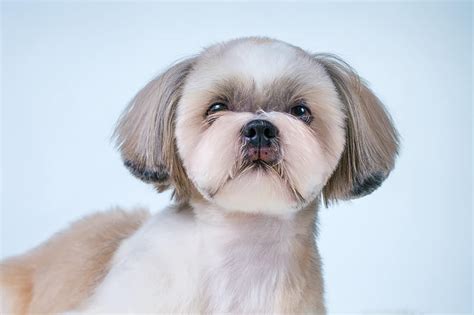 The Teddy Bear Cut: Your Shih Tzu’s Next Adorable Haircut – HairstyleCamp