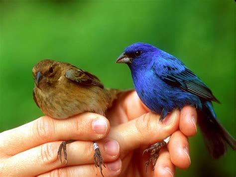 How long do Indigo Buntings live? by Auriel Fournier | Nemesis Bird