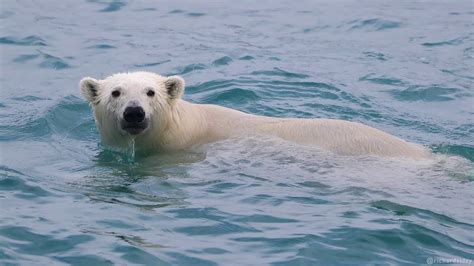 Polar Bears: Swimming in an Ice-free Arctic - YouTube