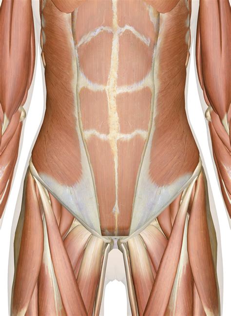 Pelvic Muscles Anatomy Male