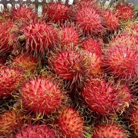 6 Jenis Buah Rambutan yang Banyak Dicari Orang Indonesia - Lim Corporation