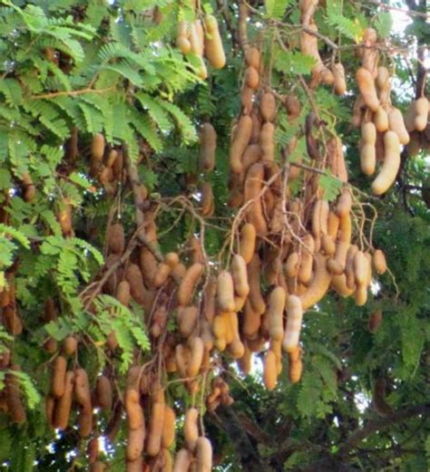 Sweet Tamarind Trees - Green Orchid Nursery & Garden Center