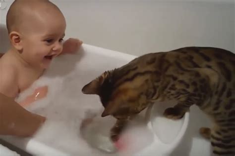 Quiet Corner:Kittens And Puppies Playing With Babies Compilation ...