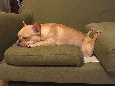 50 Times Dogs Managed To Fall Asleep In Awkwardly Funny Positions