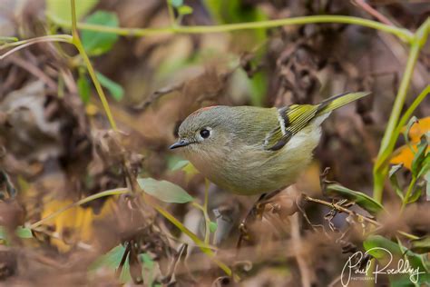 No Time Like The Present For Spotting Kinglets • PAUL ROEDDING PHOTOGRAPHY