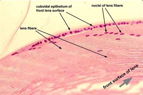 Histology at SIU