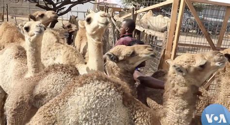 Somalia’s 'White Gold' Producers to Expand Camel Milk Market