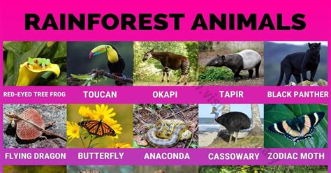 Rainforest Animals: 40 Amazing Animals Found in the Rainforest - Visual ...