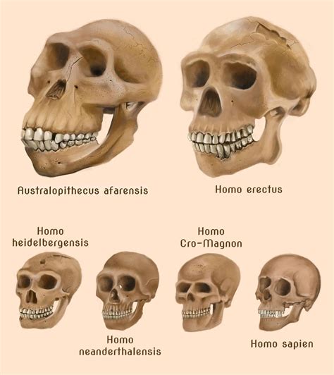 Human evolution skulls by amircea | Human evolution, Prehistory ...