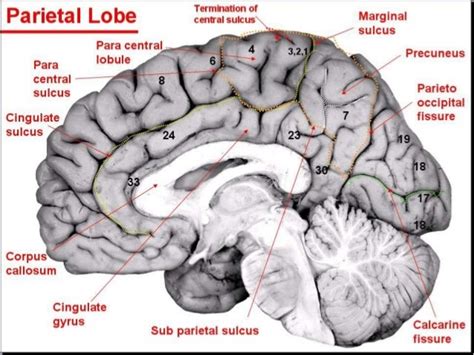 Anatomy of brain sulcus and gyrus - Dr.Sajith MD RD